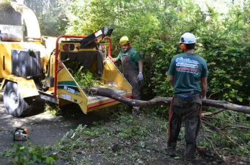 tree services Coyne Center